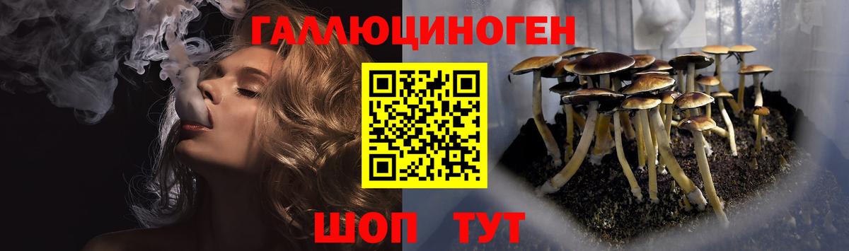 Киселёвск  Галлюциногенные грибы Psilocybe  Вход с VPN 
